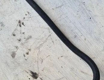 PEUGEOT 206 1 generation (1998-2009) Bränslerör Pa6gf30 31504450